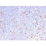 Immunohistochemistry - Anti-MCM7 Antibody [MCM7/2832R] - BSA and Azide free (A252486) - Antibodies.com