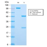 SDS-PAGE - Anti-MCM7 Antibody [MCM7/2832R] - BSA and Azide free (A252487) - Antibodies.com