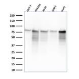 Western Blot - Anti-MCM7 Antibody [MCM7/2832R] - BSA and Azide free (A252487) - Antibodies.com