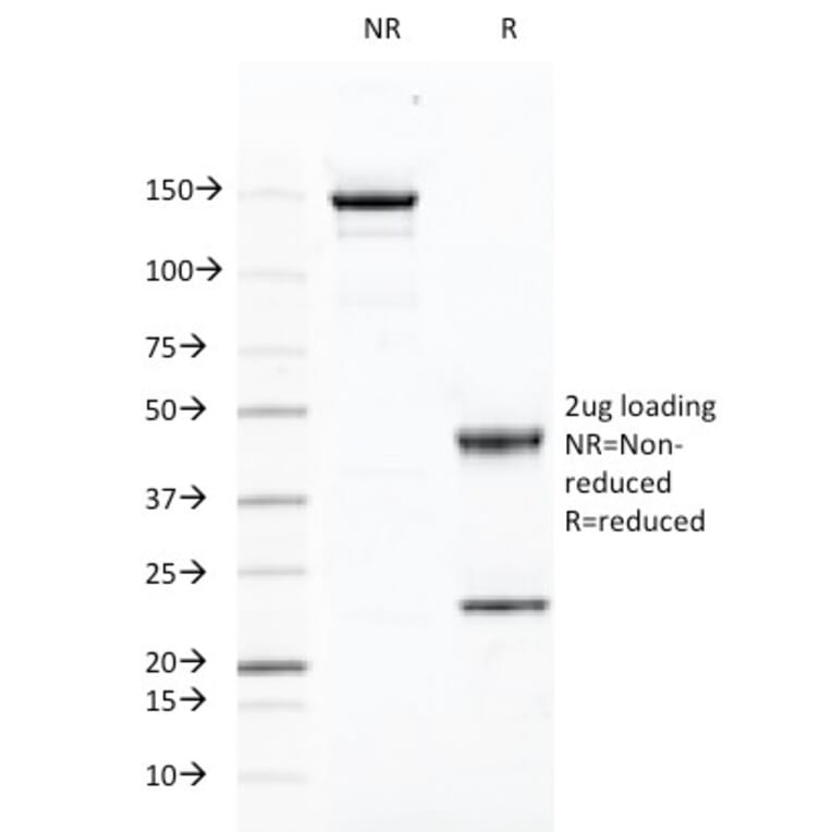 SDS-PAGE - Anti-CD46 Antibody [169-1-E4.3] - BSA and Azide free (A252488) - Antibodies.com