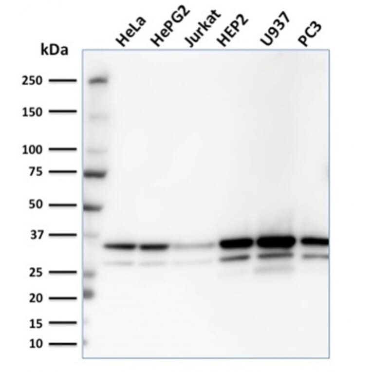 Western Blot - Anti-MDH1 Antibody [CPTC-MDH1-1] - BSA and Azide free (A252491) - Antibodies.com