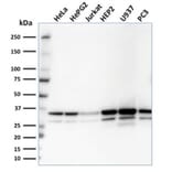Western Blot - Anti-MDH1 Antibody [CPTC-MDH1-1] - BSA and Azide free (A252491) - Antibodies.com