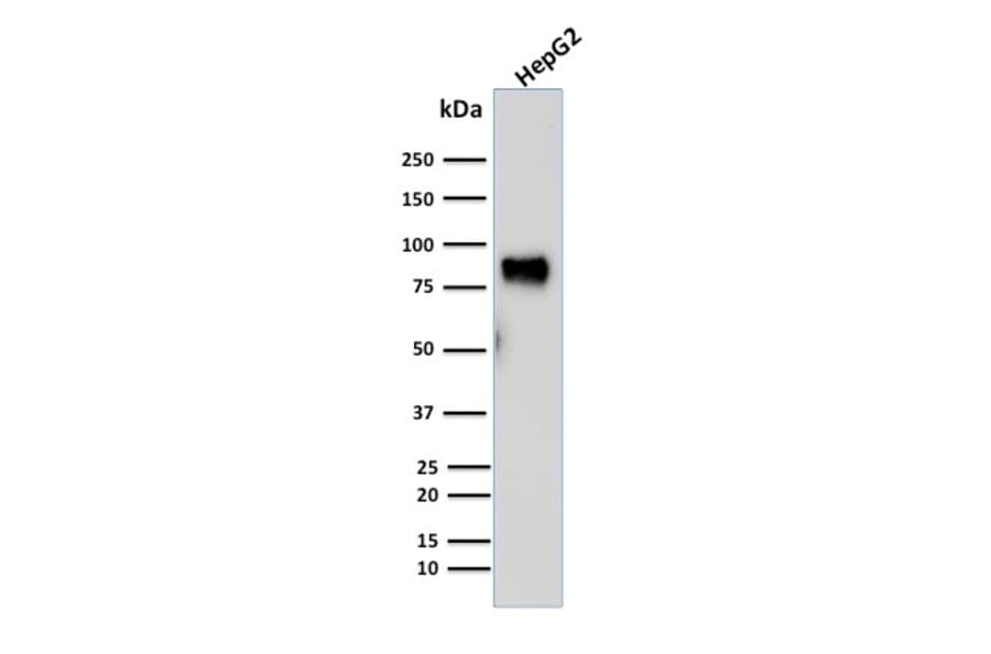 Western Blot - Anti-MDM2 Antibody [SMP14] - BSA and Azide free (A252492) - Antibodies.com