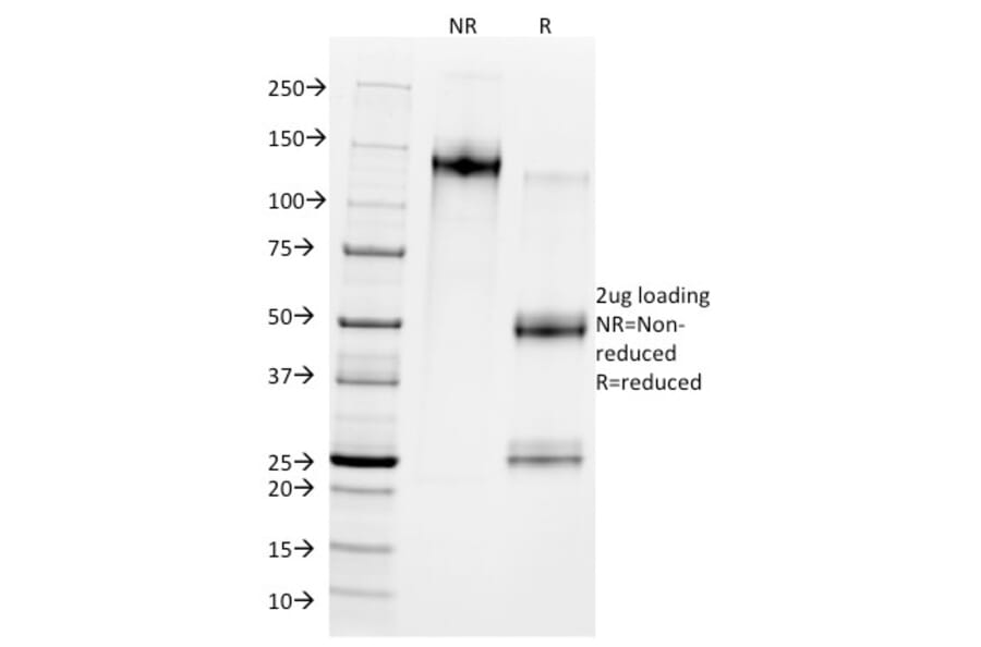 SDS-PAGE - Anti-MDM2 Antibody [SMP14] - BSA and Azide free (A252492) - Antibodies.com