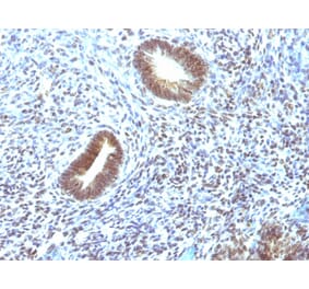 Immunohistochemistry - Anti-MAP3K1 Antibody [2F6] - BSA and Azide free (A252494) - Antibodies.com