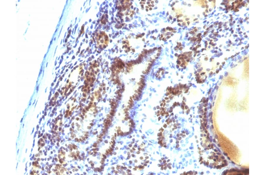 Immunohistochemistry - Anti-MAP3K1 Antibody [2F6] - BSA and Azide free (A252494) - Antibodies.com