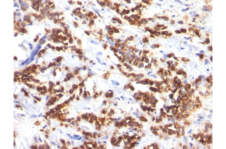Immunohistochemistry - Anti-Milk Fat Globule Antibody [MFG-06] - BSA and Azide free (A252494) - Antibodies.com