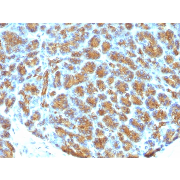 Immunohistochemistry - Anti-Milk Fat Globule Antibody [MFG-06] - BSA and Azide free (A252495) - Antibodies.com