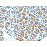 Immunohistochemistry - Anti-Milk Fat Globule Antibody [MFG-06] - BSA and Azide free (A252495) - Antibodies.com