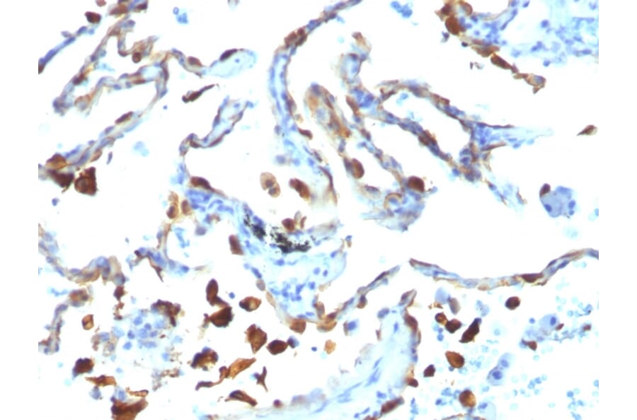 Immunohistochemistry - Anti-Milk Fat Globule Antibody [MFG-06] - BSA and Azide free (A252495) - Antibodies.com
