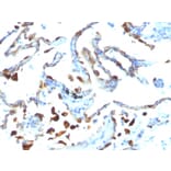 Immunohistochemistry - Anti-Milk Fat Globule Antibody [MFG-06] - BSA and Azide free (A252495) - Antibodies.com