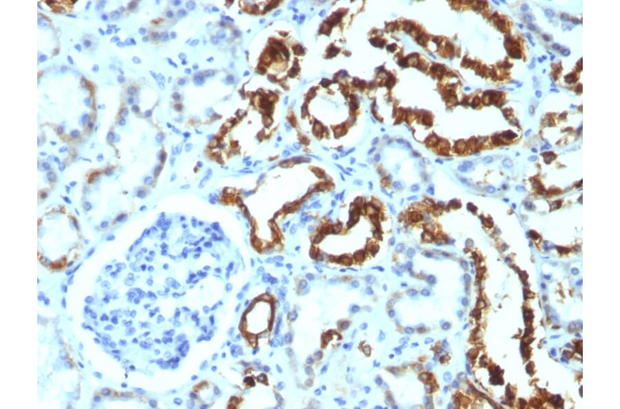 Immunohistochemistry - Anti-Milk Fat Globule Antibody [MFG-06] - BSA and Azide free (A252495) - Antibodies.com