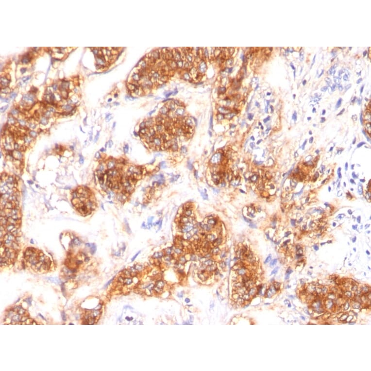 Immunohistochemistry - Anti-Milk Fat Globule Antibody [SPM291] - BSA and Azide free (A252495) - Antibodies.com
