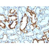 Immunohistochemistry - Anti-Milk Fat Globule Antibody [SPM291] - BSA and Azide free (A252496) - Antibodies.com