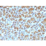 Immunohistochemistry - Anti-Milk Fat Globule Antibody [SPM291] - BSA and Azide free (A252496) - Antibodies.com