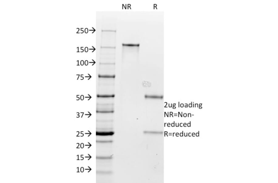 SDS-PAGE - Anti-Milk Fat Globule Antibody [SPM291] - BSA and Azide free (A252496) - Antibodies.com