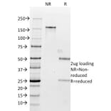 SDS-PAGE - Anti-Milk Fat Globule Antibody [SPM291] - BSA and Azide free (A252496) - Antibodies.com