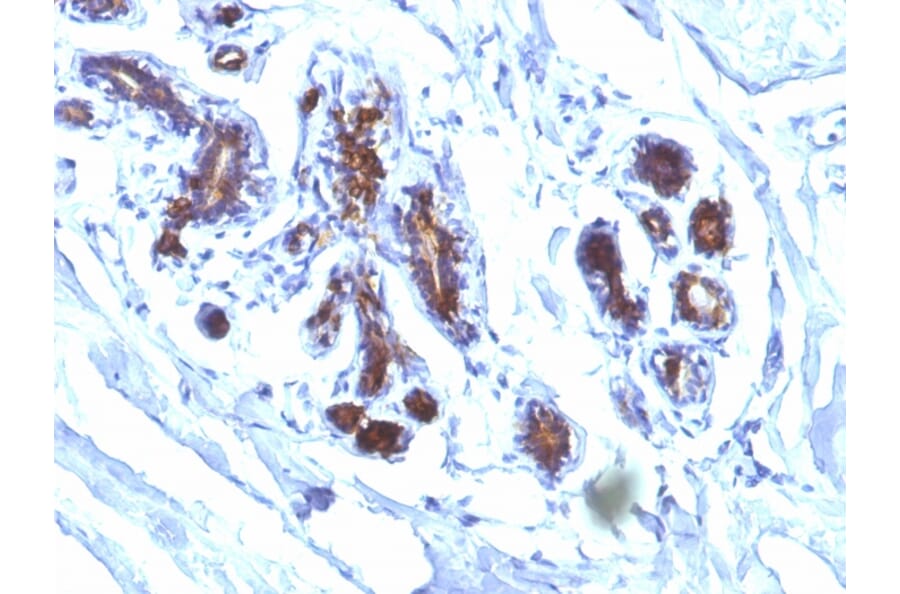 Immunohistochemistry - Anti-Milk Fat Globule Antibody [EDM45] - BSA and Azide free (A252496) - Antibodies.com