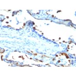 Immunohistochemistry - Anti-Milk Fat Globule Antibody [EDM45] - BSA and Azide free (A252497) - Antibodies.com