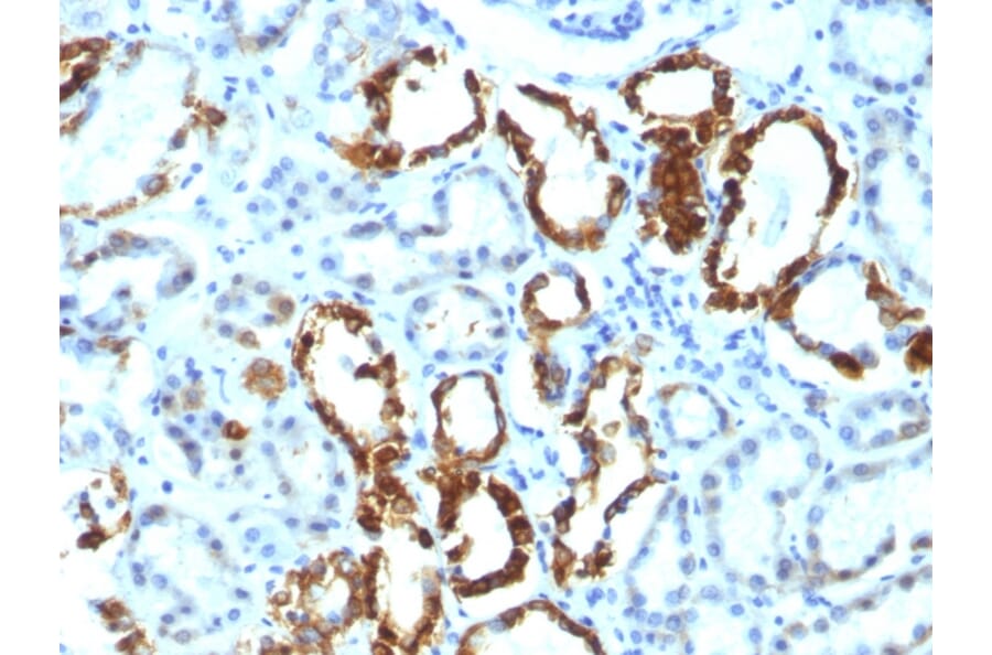 Immunohistochemistry - Anti-Milk Fat Globule Antibody [EDM45] - BSA and Azide free (A252497) - Antibodies.com