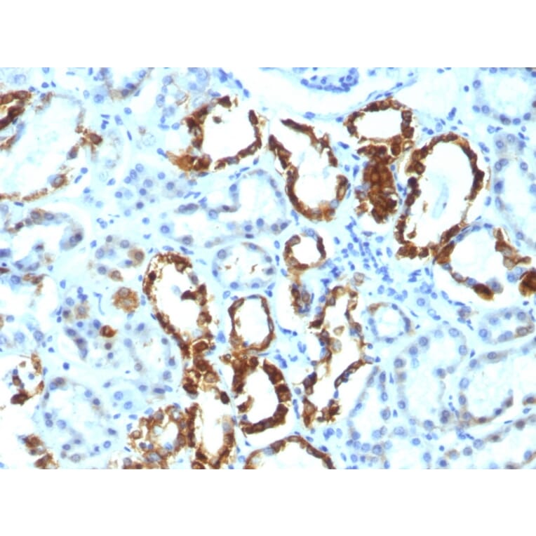 Immunohistochemistry - Anti-Milk Fat Globule Antibody [EDM45] - BSA and Azide free (A252497) - Antibodies.com