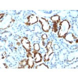 Immunohistochemistry - Anti-Milk Fat Globule Antibody [EDM45] - BSA and Azide free (A252497) - Antibodies.com