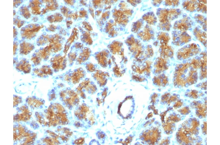 Immunohistochemistry - Anti-Milk Fat Globule Antibody [EDM45] - BSA and Azide free (A252497) - Antibodies.com