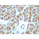Immunohistochemistry - Anti-Milk Fat Globule Antibody [EDM45] - BSA and Azide free (A252497) - Antibodies.com