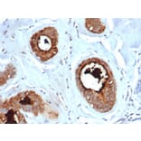 Immunohistochemistry - Anti-Mammaglobin A Antibody [rMGB/6619] - BSA and Azide free (A252497) - Antibodies.com
