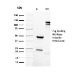 SDS-PAGE - Anti-Mammaglobin A Antibody [rMGB/4299] - BSA and Azide free (A252503) - Antibodies.com