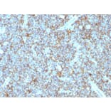 Immunohistochemistry - Anti-CD99 Antibody [MIC2/877] - BSA and Azide free (A252509) - Antibodies.com