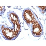 Immunohistochemistry - Anti-CD99 Antibody [MIC2/877] - BSA and Azide free (A252510) - Antibodies.com