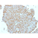 Immunohistochemistry - Anti-CD99 Antibody - BSA and Azide free (A252515) - Antibodies.com
