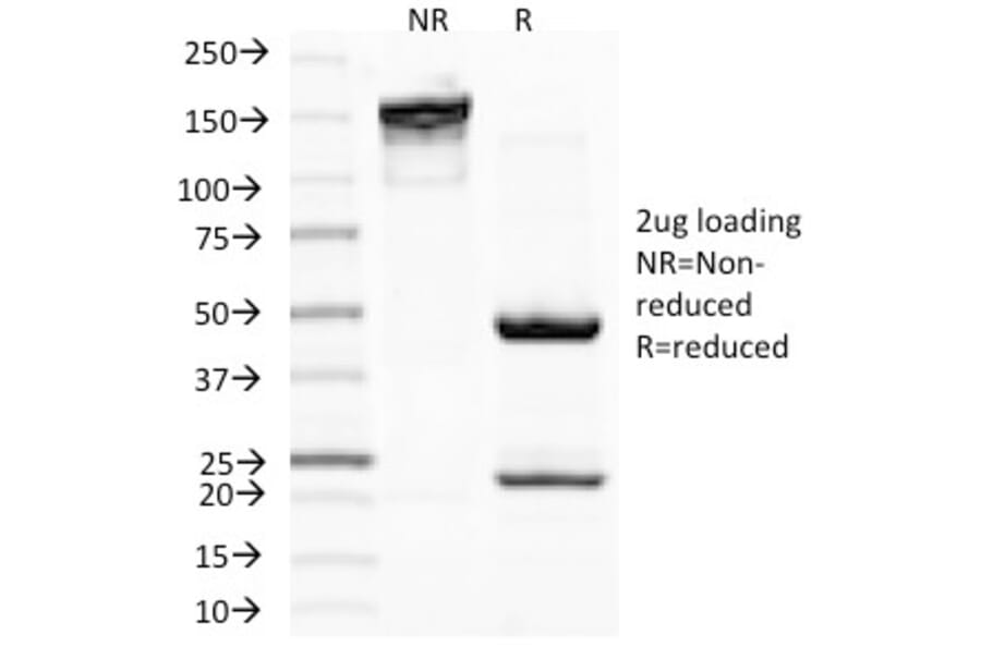 SDS-PAGE - Anti-MiTF Antibody [D5] - BSA and Azide free (A252517) - Antibodies.com