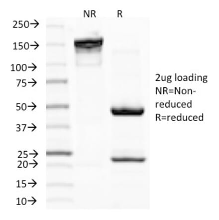 SDS-PAGE - Anti-MiTF Antibody [D5] - BSA and Azide free (A252517) - Antibodies.com