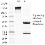 SDS-PAGE - Anti-MiTF Antibody [D5] - BSA and Azide free (A252517) - Antibodies.com
