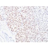 Immunohistochemistry - Anti-MiTF Antibody [D5] - BSA and Azide free (A252516) - Antibodies.com