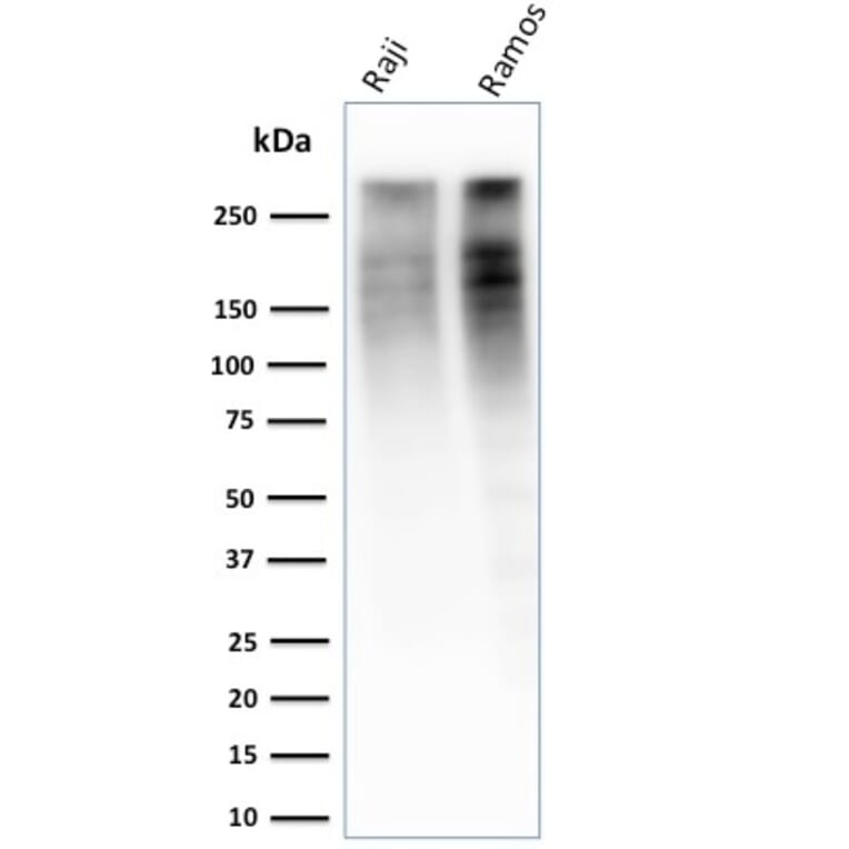 Western Blot - Anti-Ki67 Antibody [MKI67/2461] - BSA and Azide free (A252522) - Antibodies.com