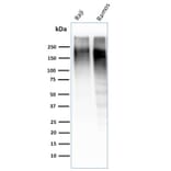 Western Blot - Anti-Ki67 Antibody [MKI67/2462] - BSA and Azide free (A252525) - Antibodies.com