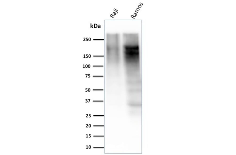 Western Blot - Anti-Ki67 Antibody [MKI67/2463] - BSA and Azide free (A252526) - Antibodies.com