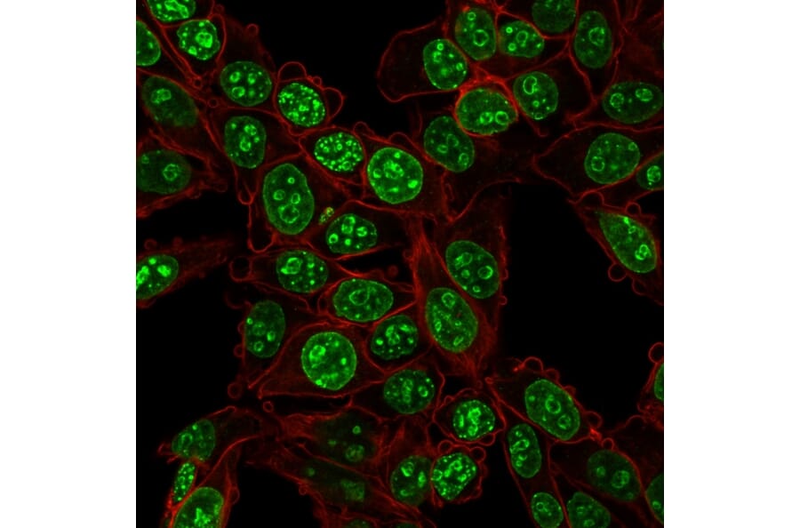 Immunofluorescence - Anti-Ki67 Antibody [MKI67/2466] - BSA and Azide free (A252528) - Antibodies.com