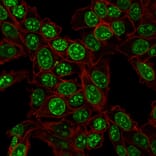 Immunofluorescence - Anti-Ki67 Antibody [MKI67/2466] - BSA and Azide free (A252528) - Antibodies.com