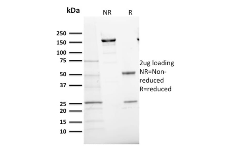 SDS-PAGE - Anti-Ki67 Antibody [MKI67/2466] - BSA and Azide free (A252528) - Antibodies.com