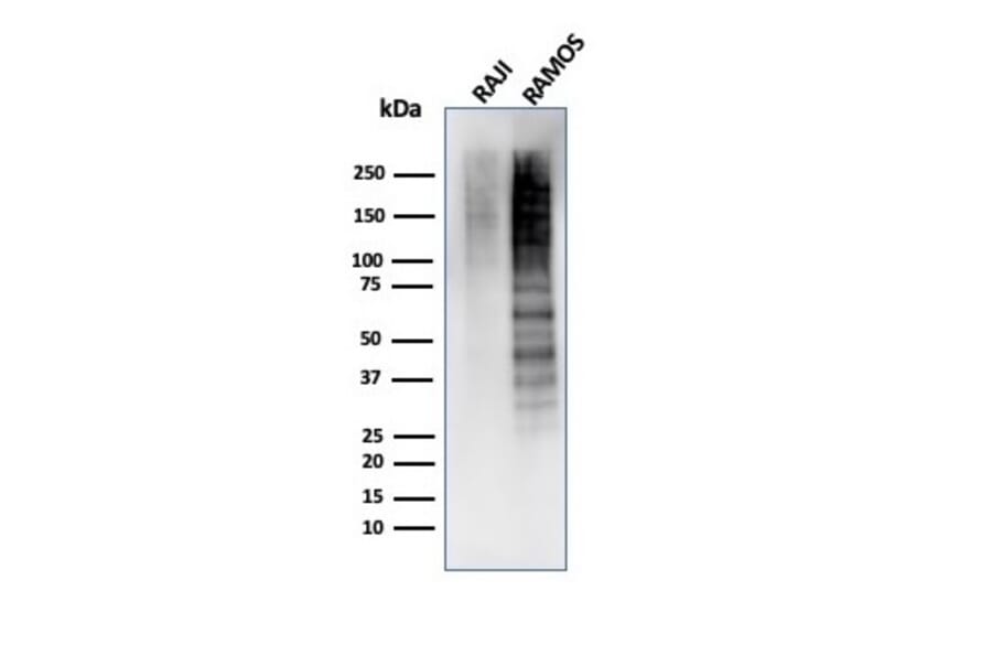 Western Blot - Anti-Ki67 Antibody [MKI67/4945R] - BSA and Azide free (A252529) - Antibodies.com