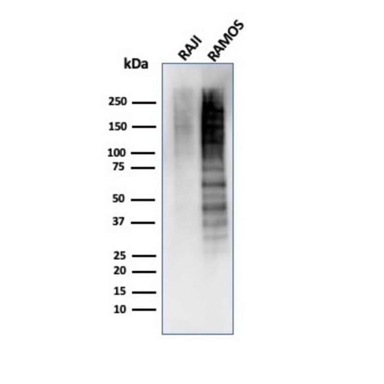 Western Blot - Anti-Ki67 Antibody [MKI67/4945R] - BSA and Azide free (A252529) - Antibodies.com