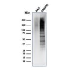 Western Blot - Anti-Ki67 Antibody [MKI67/4945R] - BSA and Azide free (A252529) - Antibodies.com