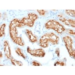 Immunohistochemistry - Anti-CD10 Antibody [MME/1870] - BSA and Azide free (A252533) - Antibodies.com