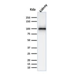 Western Blot - Anti-CD10 Antibody [MME/1870] - BSA and Azide free (A252533) - Antibodies.com