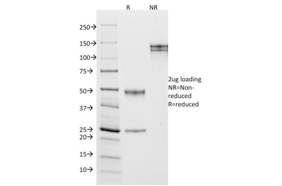 SDS-PAGE - Anti-CD10 Antibody [MME/1870] - BSA and Azide free (A252533) - Antibodies.com