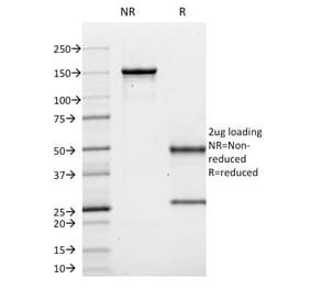 SDS-PAGE - Anti-CD10 Antibody [MME/1620] - BSA and Azide free (A252534) - Antibodies.com